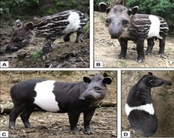 Publicaciones Científicas Bioparque Amaru